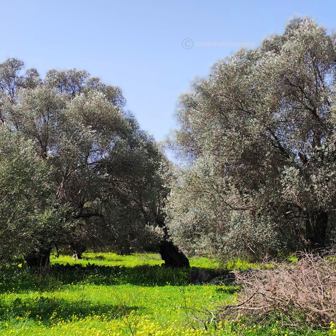 Extra Virgin Olive Oil: The Green Gold of Crete