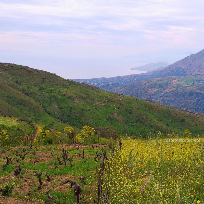 Cretan Guide: Why Crete is Different from the Rest of Greece